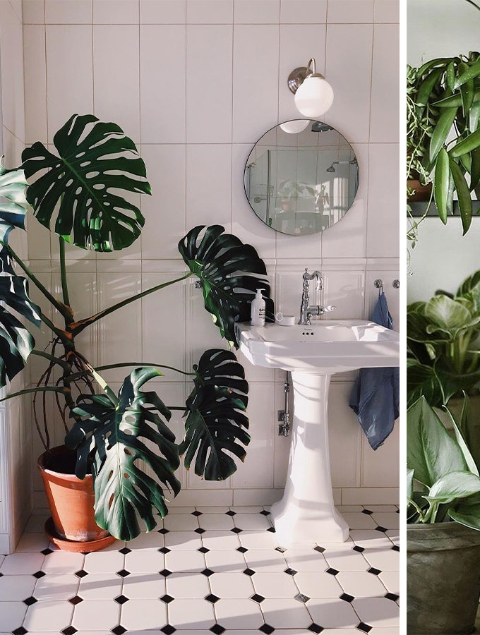Her er de 10 mest Instagrammede planter