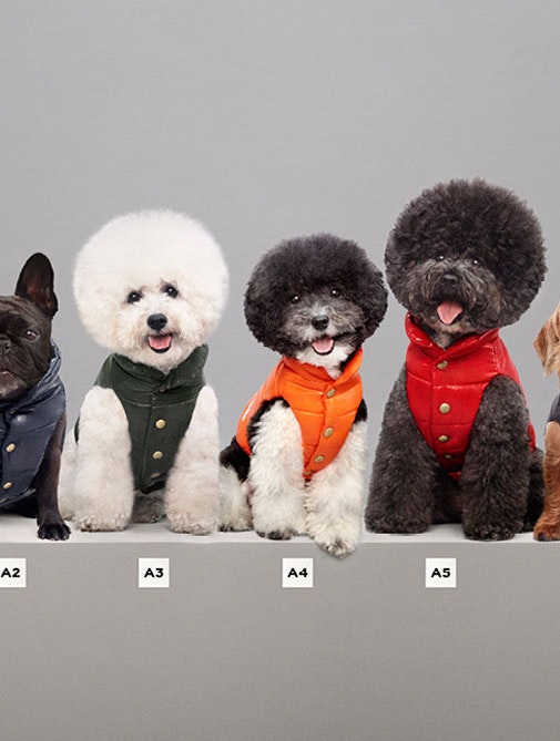Monclers couture-kollektion er et must til fashionistaens hund 