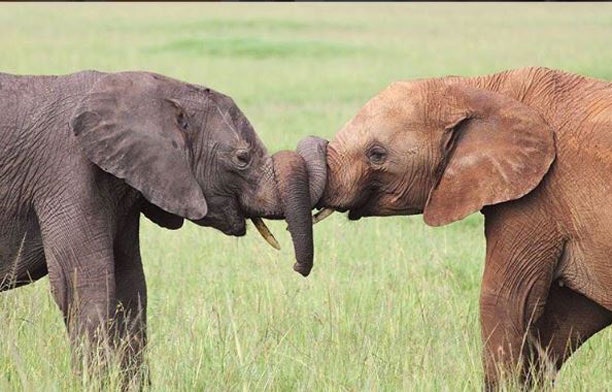Doutzen Kroes sætter elefanterne på dagsordenen med #knotonmyplanet
